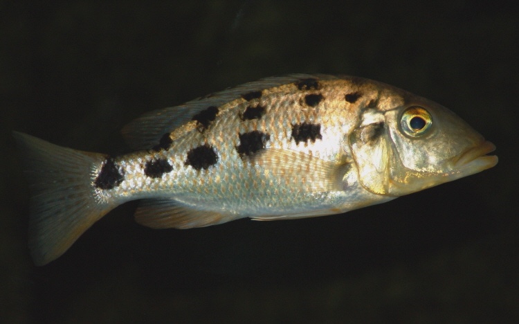 Fossorochromis rostratus 'Otter Point'